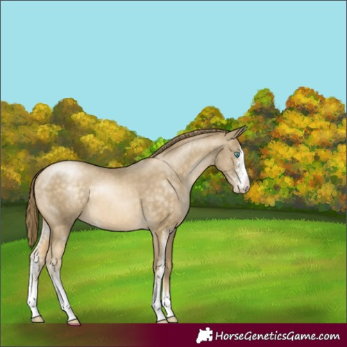 Horse Color:Buckskin Pearl Sabino