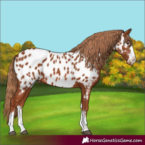 Horse Color:Chestnut Appaloosa 