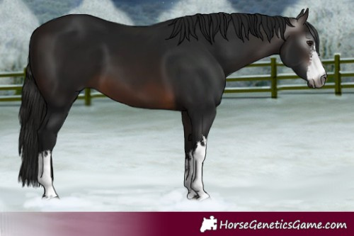 Horse Color:Gray White Spotted Bay