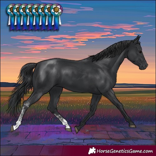 Horse Color:Black Sabino Rabicano 