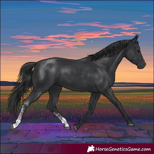 Horse Color:Black Sabino Rabicano