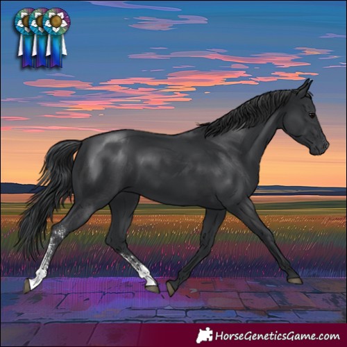 Horse Color:Black Sabino Rabicano