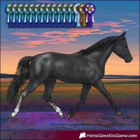 Horse Color:Black Sabino Rabicano