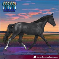 Horse Color:Black Sabino Rabicano 