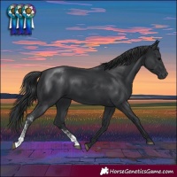 Horse Color:Black Sabino Rabicano 
