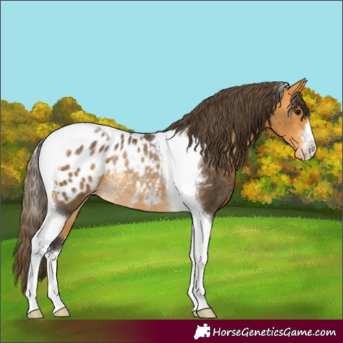 Horse Color:Buckskin Tobiano Appaloosa Rabicano 