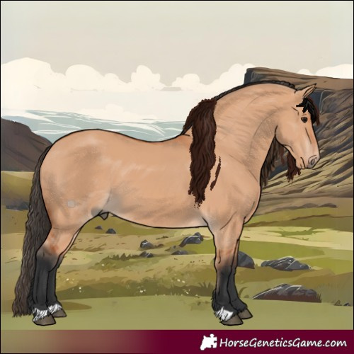 Horse Color:Bay Dun 