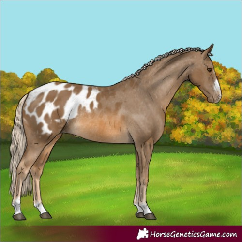 Horse Color:Chocolate Palomino Appaloosa Rabicano 
