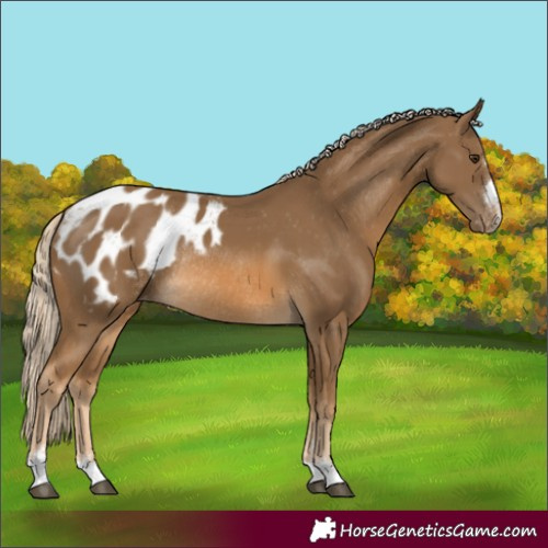Horse Color:Chocolate Palomino Appaloosa Rabicano