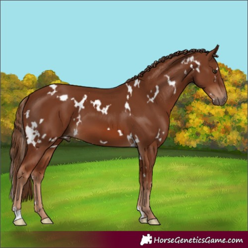 Horse Color:White Spotted Chestnut