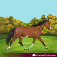 Horse Color:Bay Tobiano Frame 