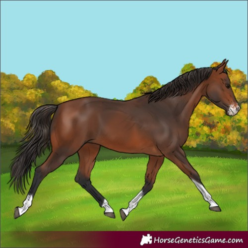 Horse Color:Bay Sabino Tobiano 