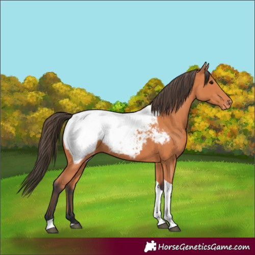 Horse Color:Bay Tobiano Appaloosa 