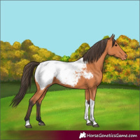 Horse Color:Bay Tobiano Appaloosa