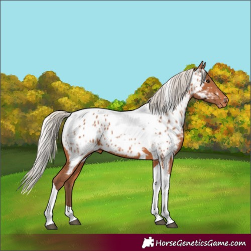 Horse Color:White Spotted Silver Bay Tobiano Appaloosa