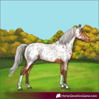 Horse Color:White Spotted Silver Bay Tobiano Appaloosa