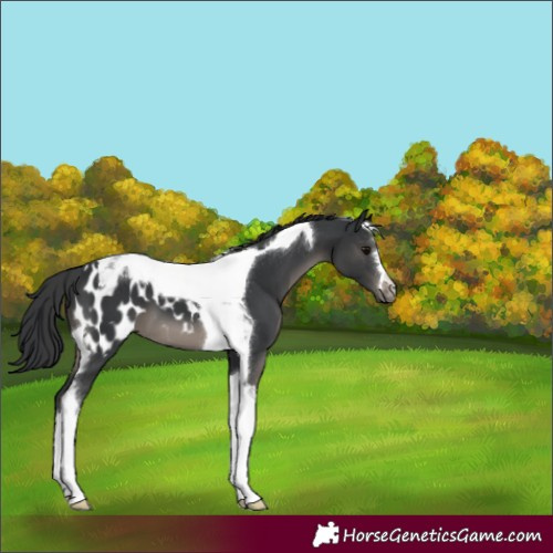 Horse Color:Black Tobiano Appaloosa