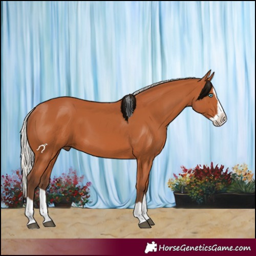 Horse Color:Silver Bay Splash