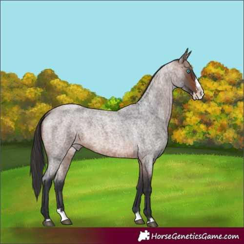 Horse Color:Brown Roan Splash