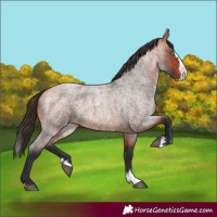 Horse Color:Bay Roan Splash 