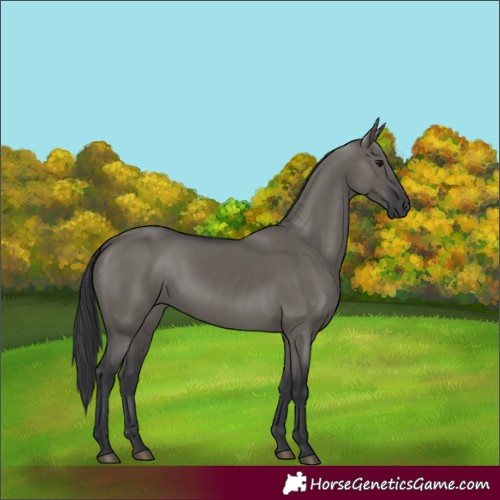 Horse Color:Grullo Rabicano 