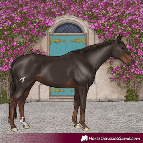 Horse Color:Liver Chestnut 