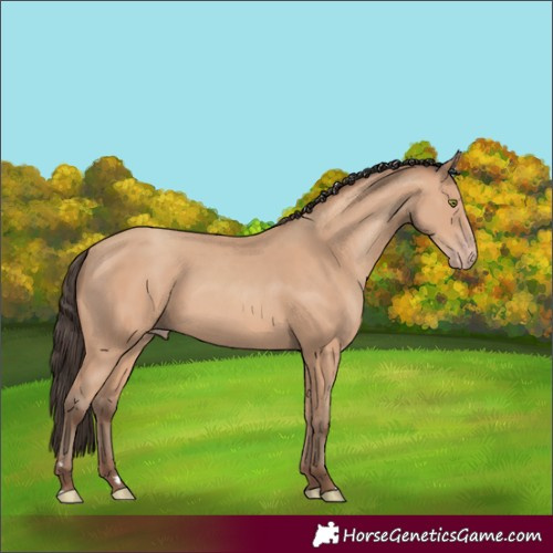 Horse Color:Amber Champagne 