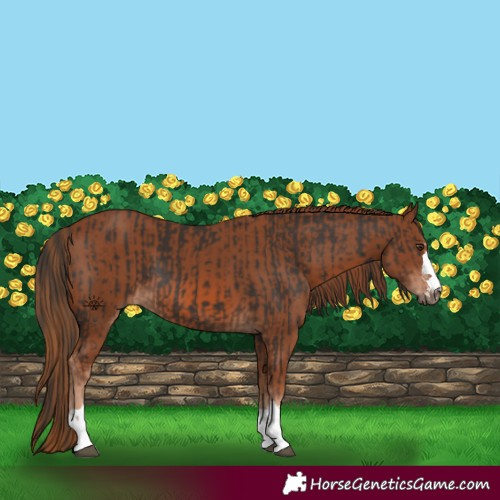 Horse Color:Liver Chestnut and Chestnut