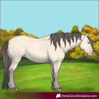 Horse Color:Amber Cream Champagne 