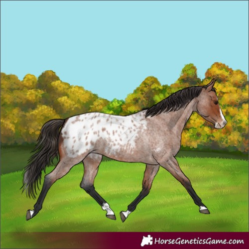 Horse Color:Bay Roan Splash Appaloosa 