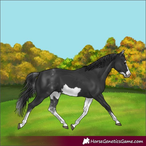 Horse Color:White Spotted Black Frame 