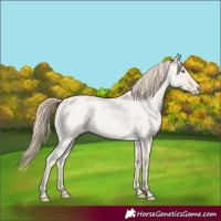 Horse Color:Smoky Creme Roan Dun 