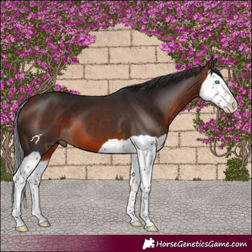 Horse Color:Bay Splash 