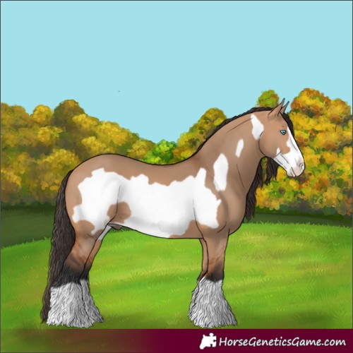 Horse Color:Bay Dun Frame