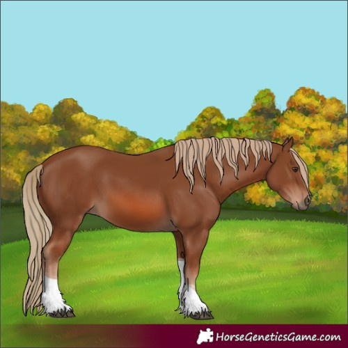 Horse Color:Chestnut Tobiano