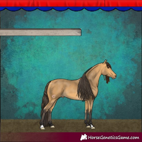 Horse Color:Buckskin 