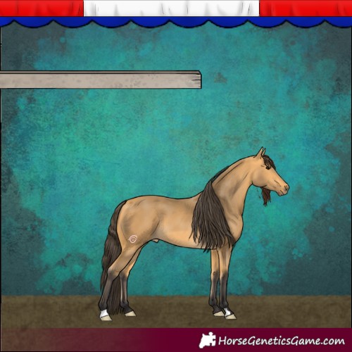 Horse Color:Buckskin 