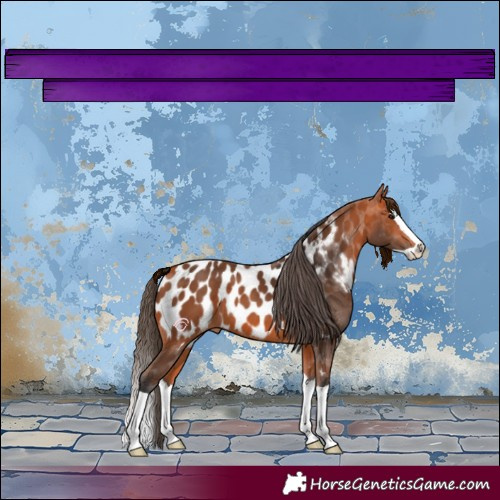 Horse Color:Bay Splash Near Leopard 