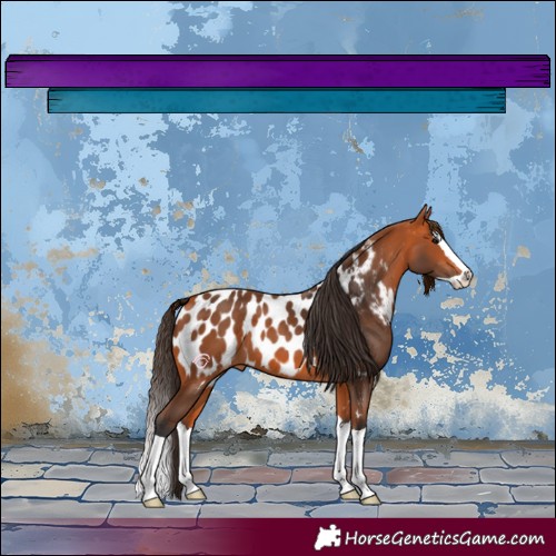 Horse Color:Bay Splash Appaloosa 