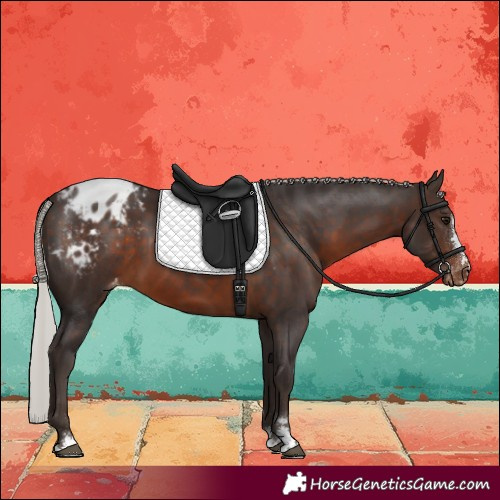 Horse Color:Silver Brown Varnish 