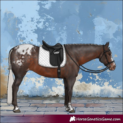Horse Color:Silver Brown Appaloosa 