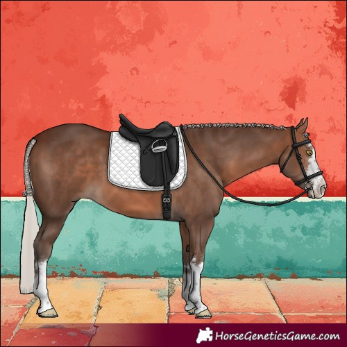 Horse Color:Silver Brown 