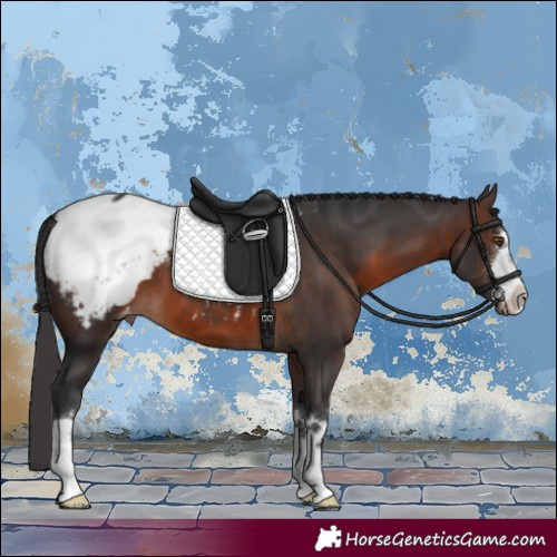 Horse Color:Brown Appaloosa 