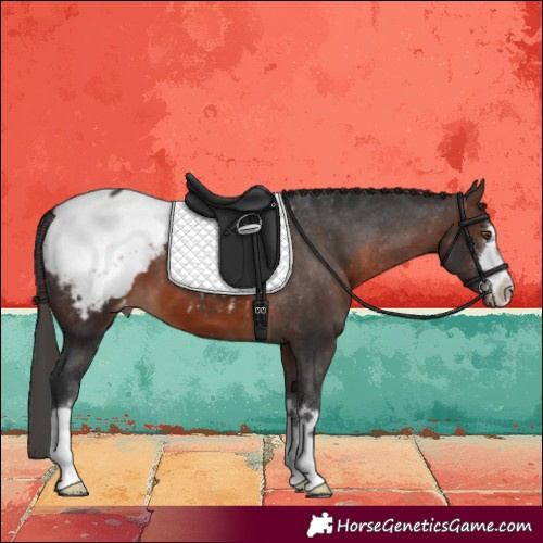 Horse Color:Brown Snowcap