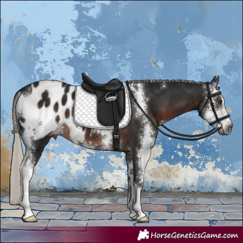 Horse Color:Gray Silver Brown Sabino Appaloosa 