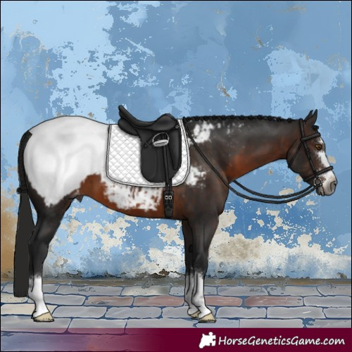 Horse Color:Gray Brown Appaloosa 