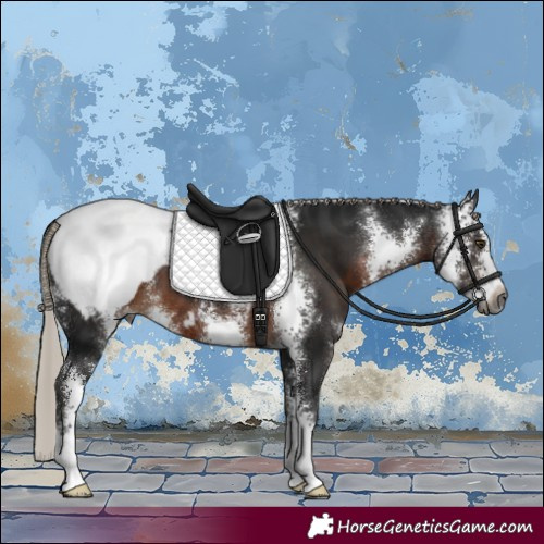 Horse Color:Gray Silver Brown Sabino Appaloosa 