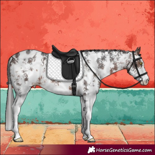 Horse Color:Brown Sabino Blanket 