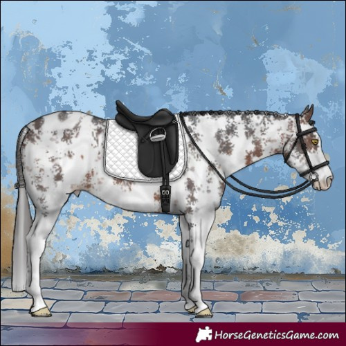 Horse Color:Brown Sabino Appaloosa 