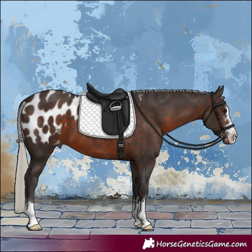 Horse Color:Silver Brown Appaloosa 